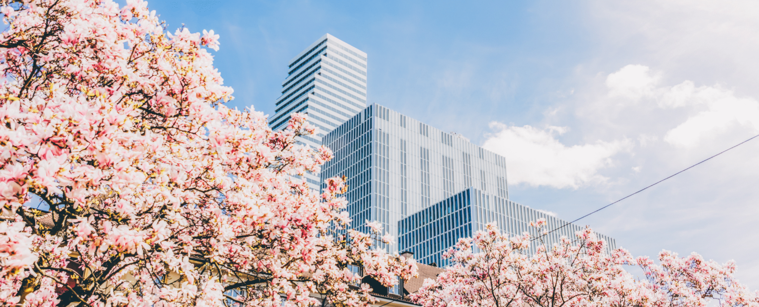 Blossom magnolias next to Roche Headquarters in Basel